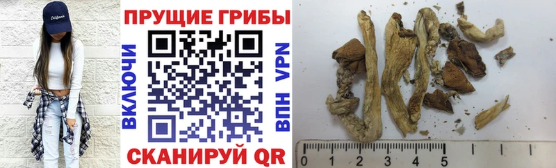 Купить закладки  Когалым  Псилоцибиновые грибы MAGIC MUSHROOMS 